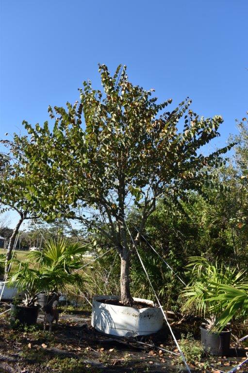 bauhinia-purpurea-orchid-tree