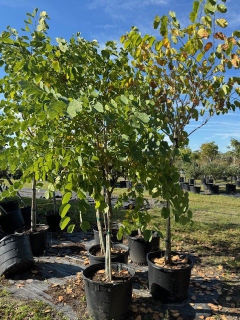 bauhinia-purpurea-orchid-tree