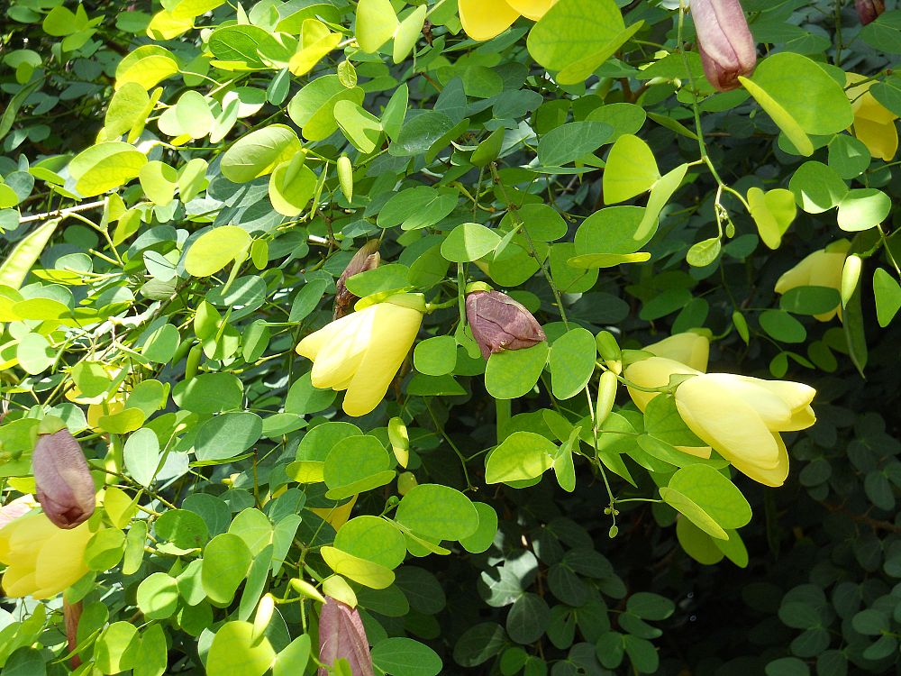 bauhinia-tomentosa-yellow-orchid-tree-st-thomas-tree