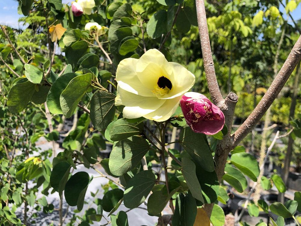 bauhinia-tomentosa-yellow-orchid-tree-st-thomas-tree
