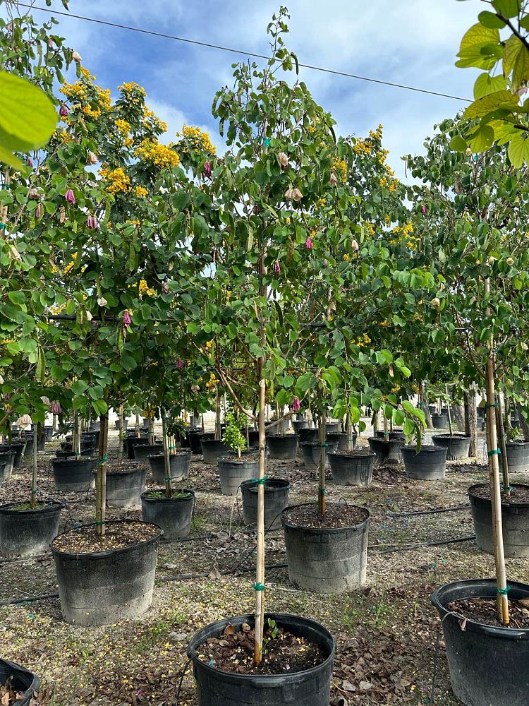 bauhinia-tomentosa-yellow-orchid-tree-st-thomas-tree