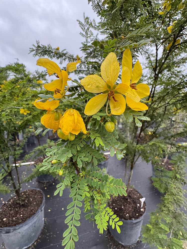 bauhinia-tomentosa-yellow-orchid-tree-st-thomas-tree