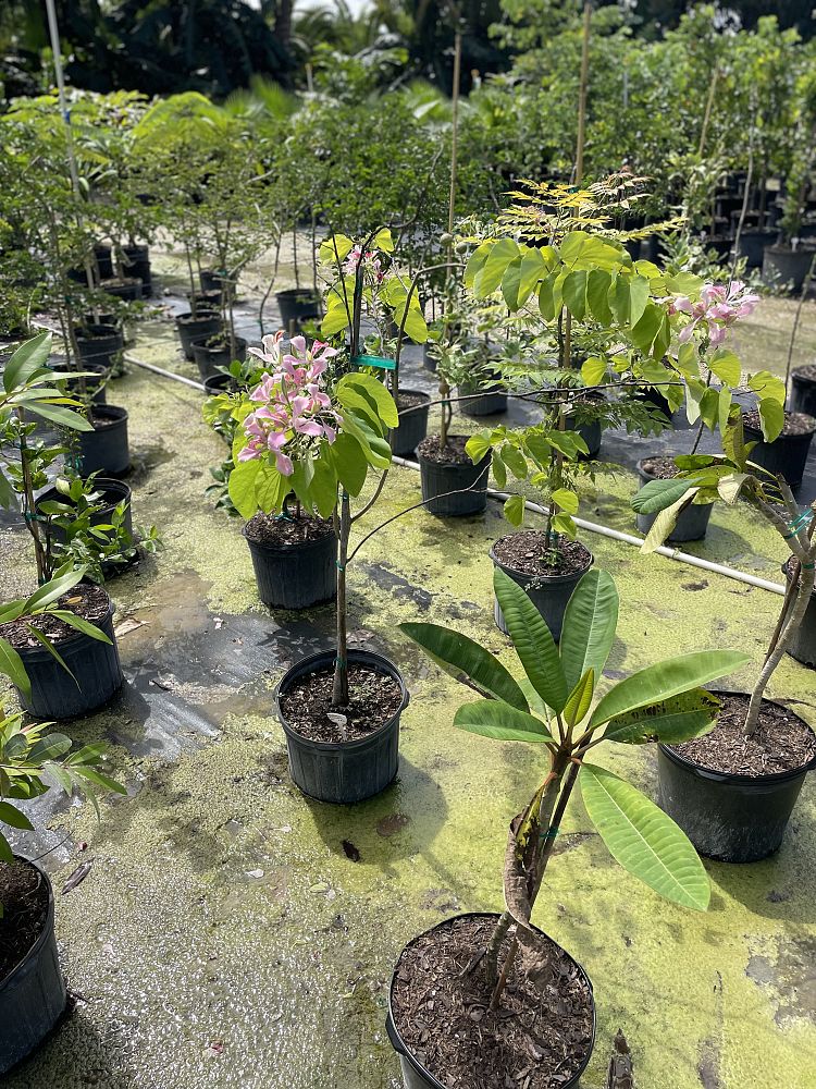 bauhinia-tomentosa-yellow-orchid-tree-st-thomas-tree