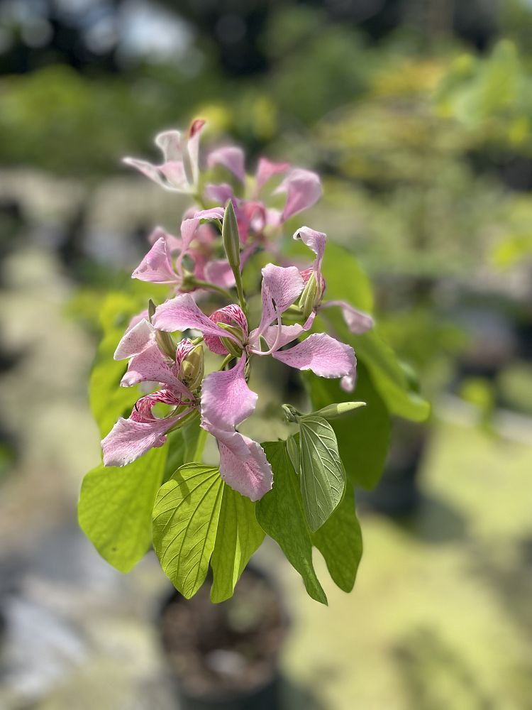 bauhinia-tomentosa-yellow-orchid-tree-st-thomas-tree