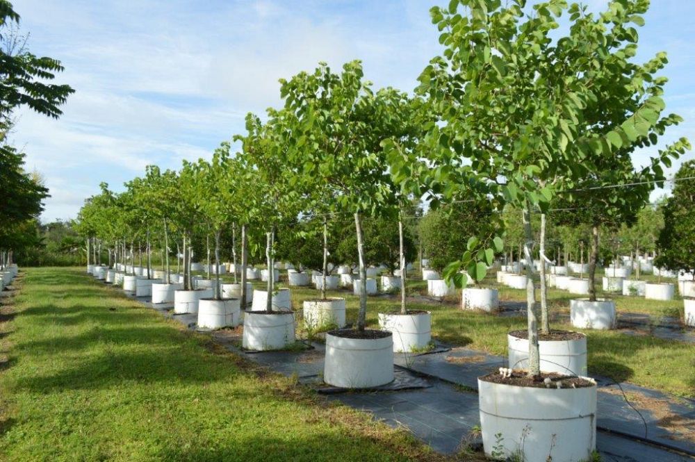 bauhinia-variegata-candida-bauhinia-alba-white-orchid-tree