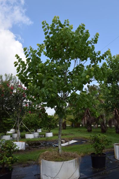 bauhinia-variegata-candida-bauhinia-alba-white-orchid-tree