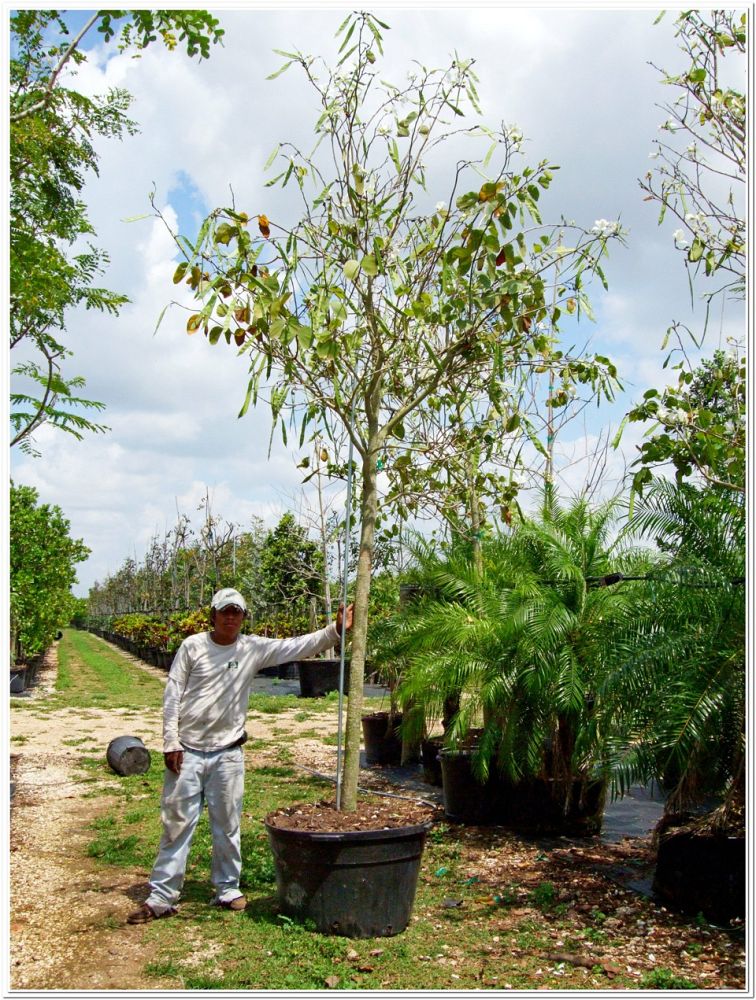 bauhinia-variegata-candida-bauhinia-alba-white-orchid-tree