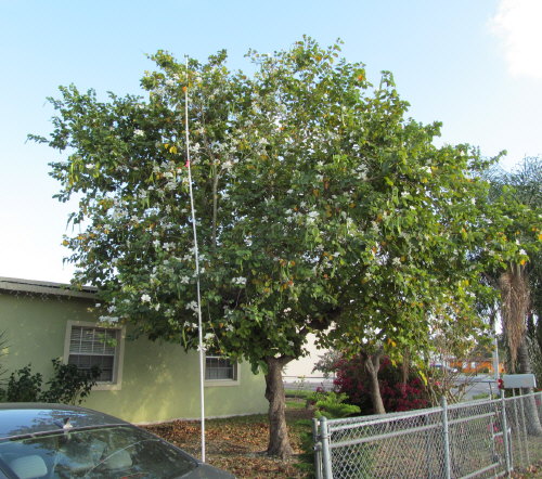 bauhinia-variegata-candida-bauhinia-alba-white-orchid-tree