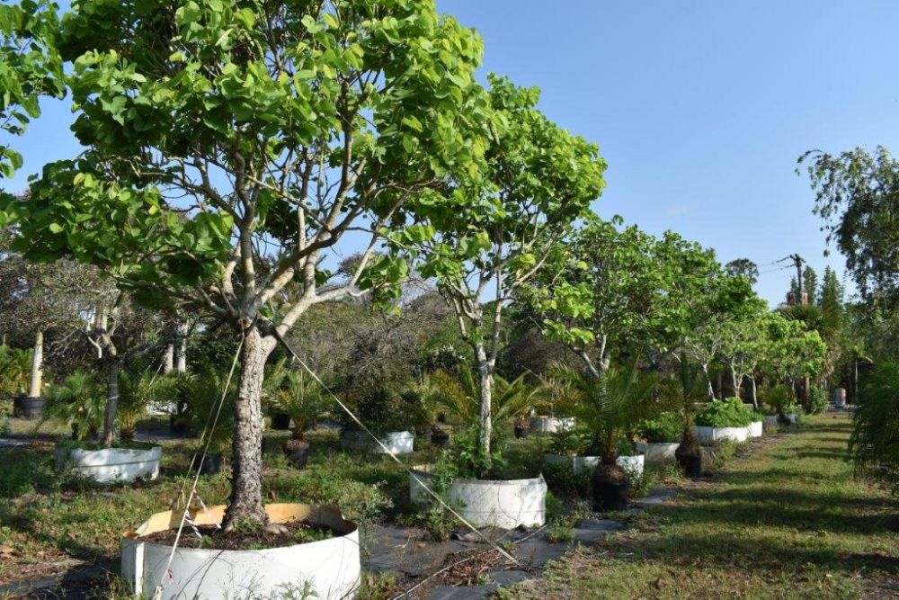 bauhinia-variegata-candida-bauhinia-alba-white-orchid-tree