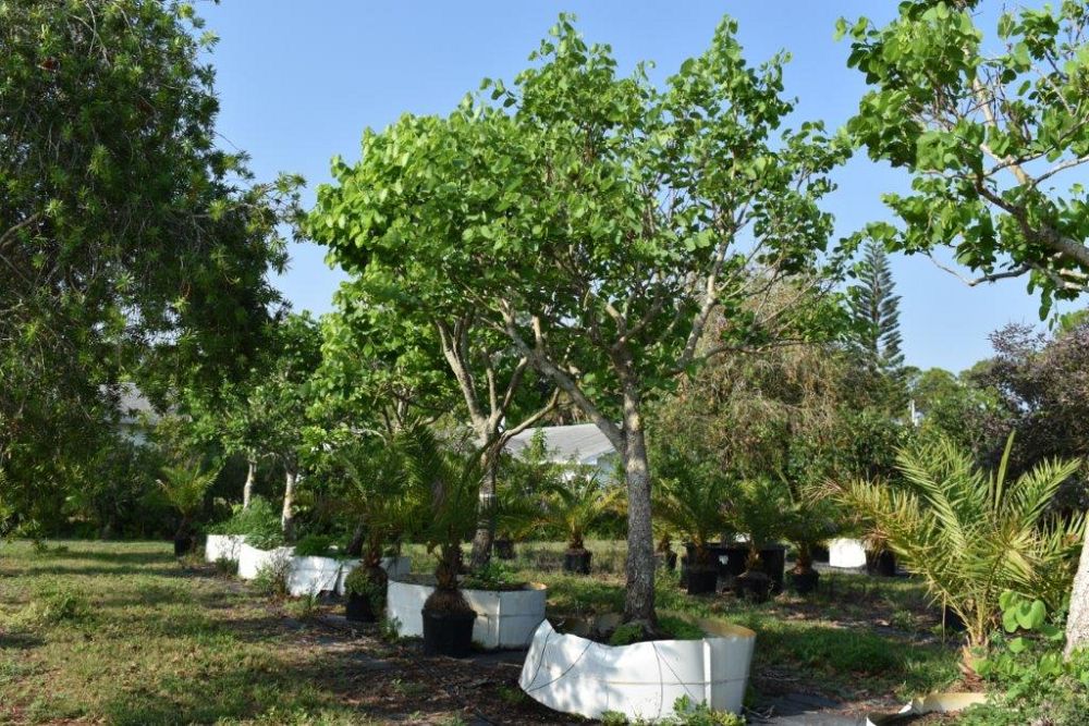 bauhinia-variegata-candida-bauhinia-alba-white-orchid-tree