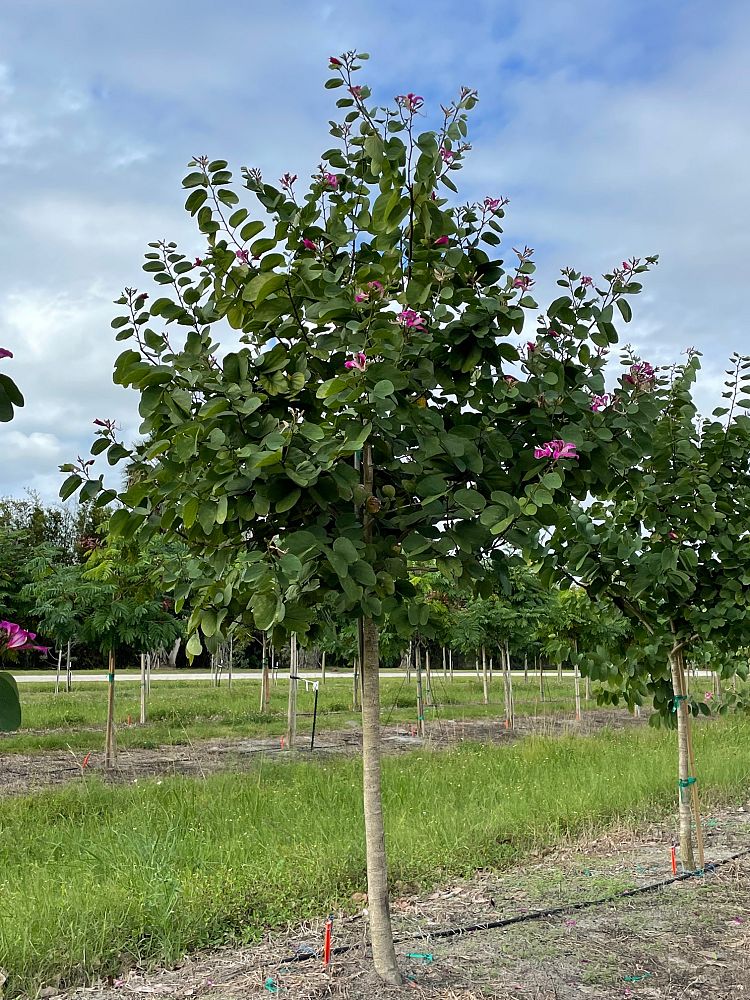 bauhinia-variegata-candida-bauhinia-alba-white-orchid-tree