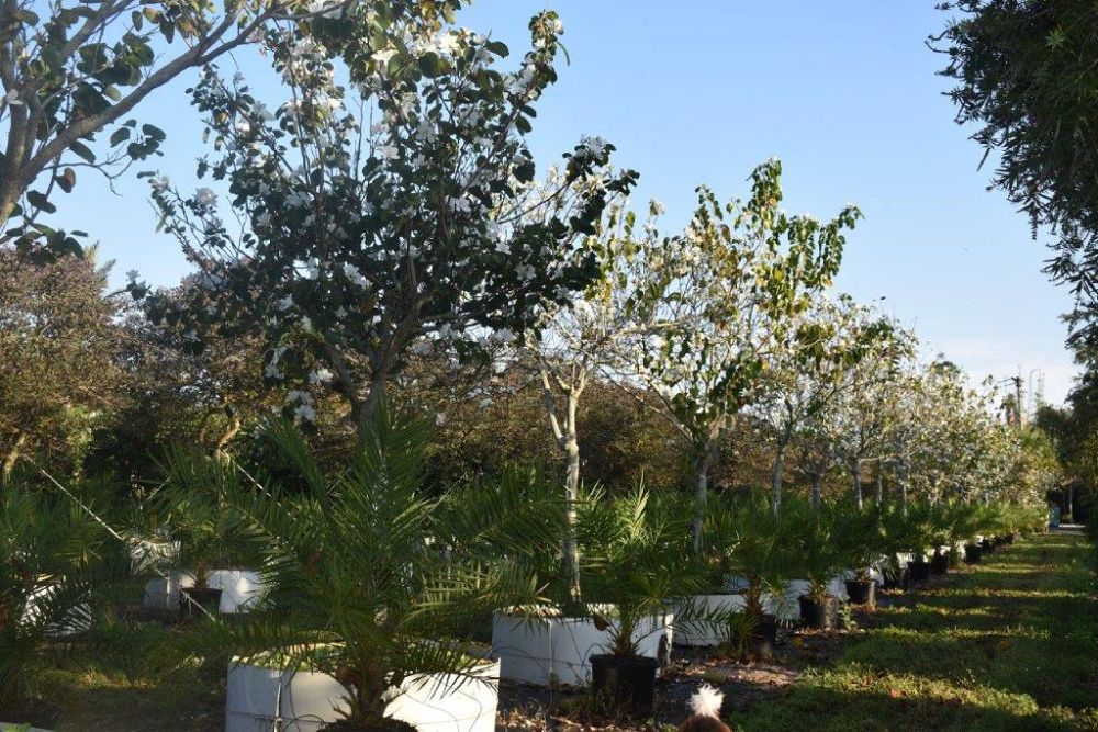 bauhinia-variegata-candida-bauhinia-alba-white-orchid-tree