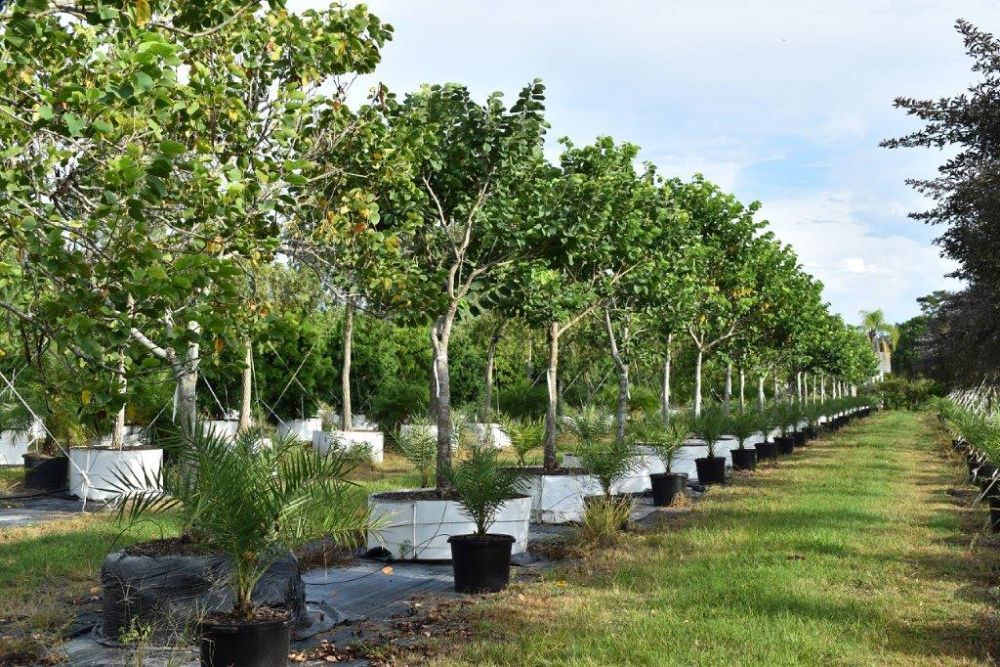 bauhinia-variegata-candida-bauhinia-alba-white-orchid-tree