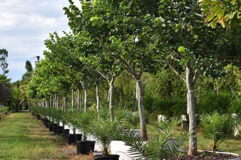 bauhinia-variegata-candida-bauhinia-alba-white-orchid-tree