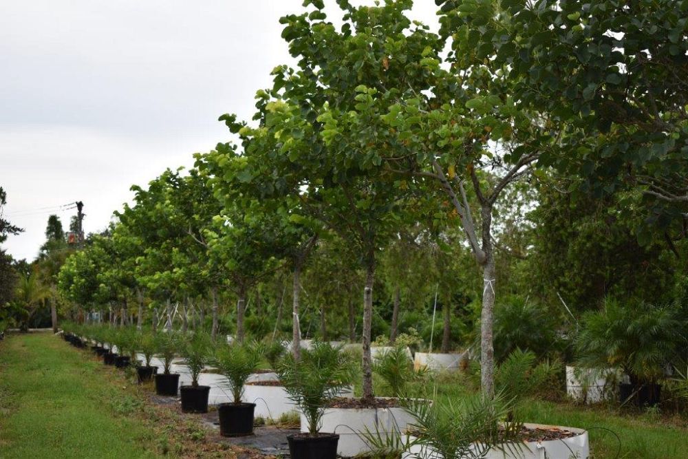 bauhinia-variegata-candida-bauhinia-alba-white-orchid-tree