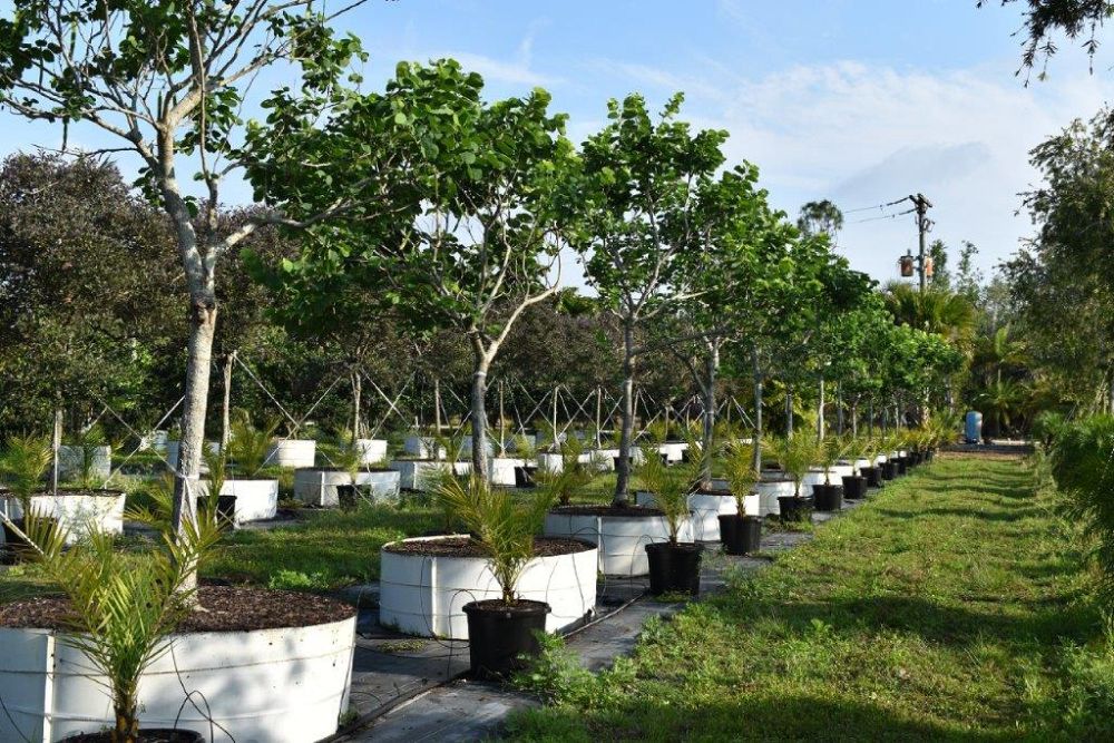 bauhinia-variegata-candida-bauhinia-alba-white-orchid-tree