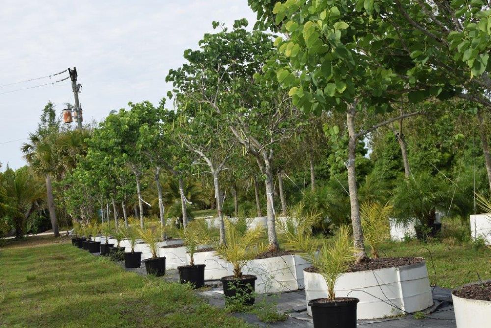 bauhinia-variegata-candida-bauhinia-alba-white-orchid-tree