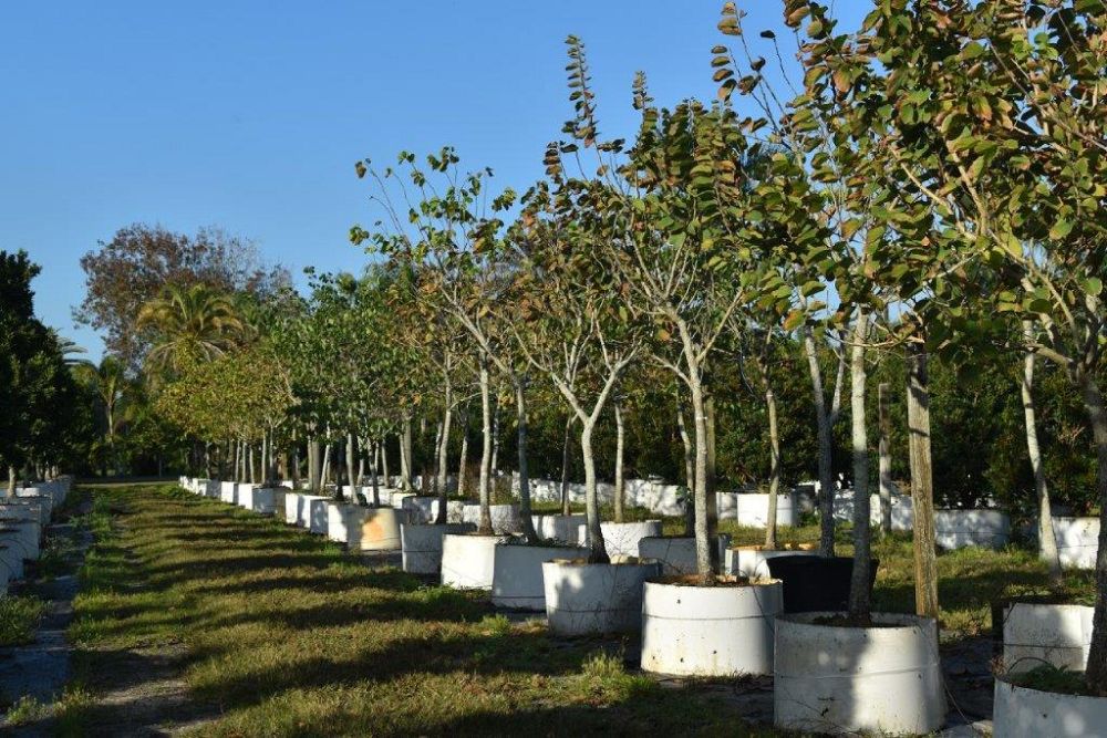 bauhinia-variegata-candida-bauhinia-alba-white-orchid-tree
