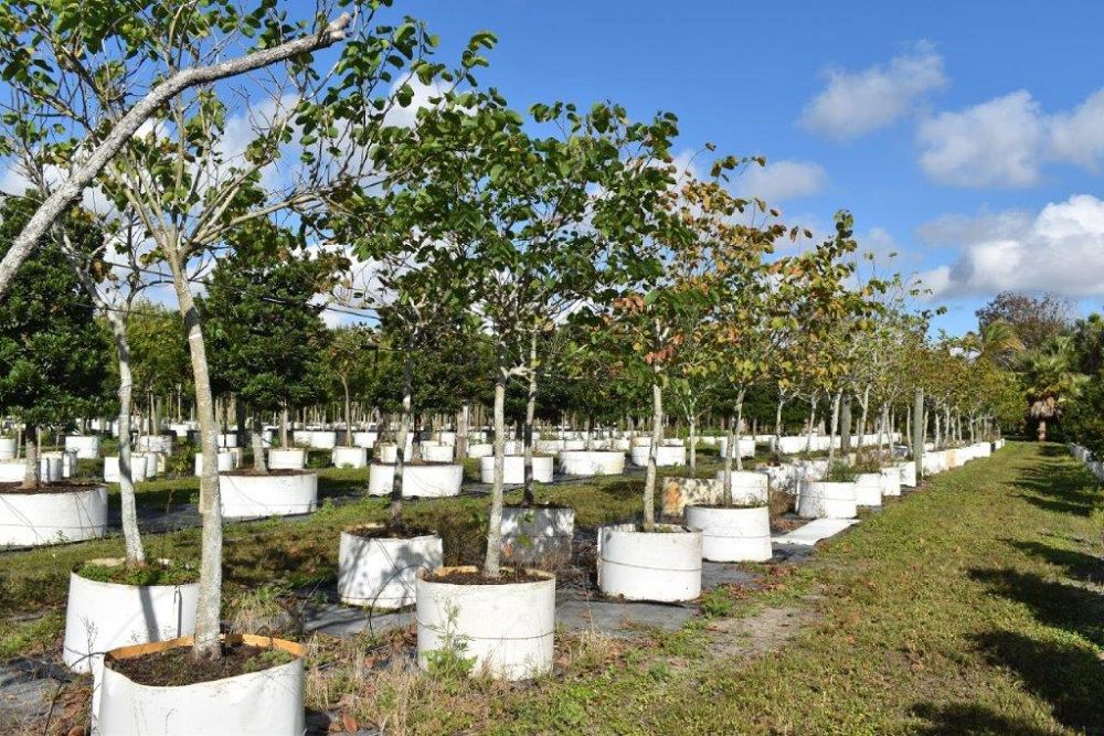 bauhinia-variegata-candida-bauhinia-alba-white-orchid-tree