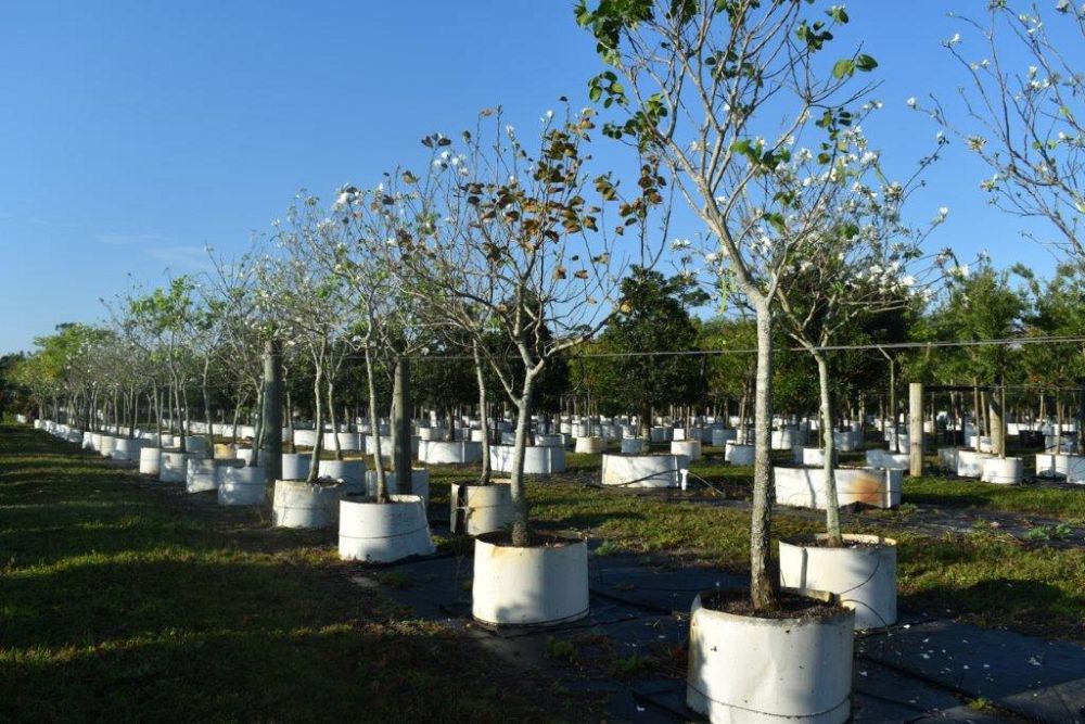 bauhinia-variegata-candida-bauhinia-alba-white-orchid-tree