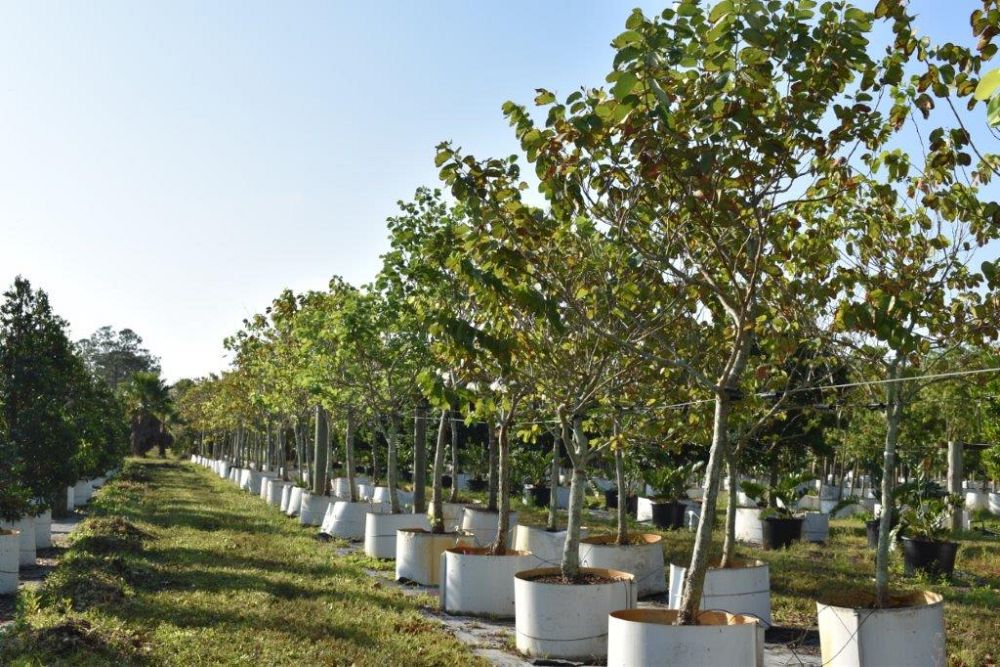bauhinia-variegata-candida-bauhinia-alba-white-orchid-tree