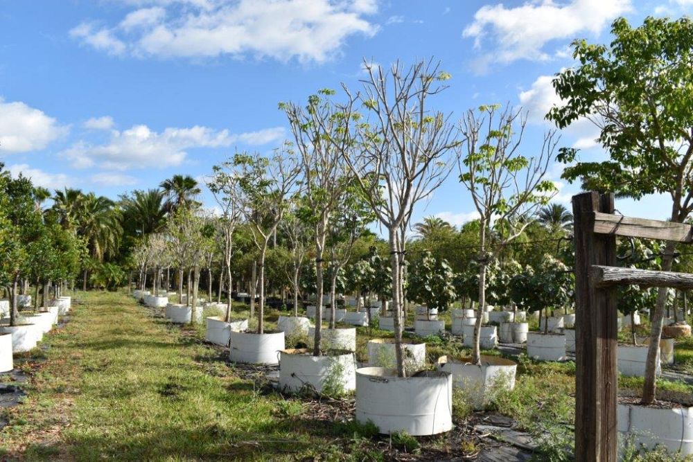 bauhinia-variegata-candida-bauhinia-alba-white-orchid-tree