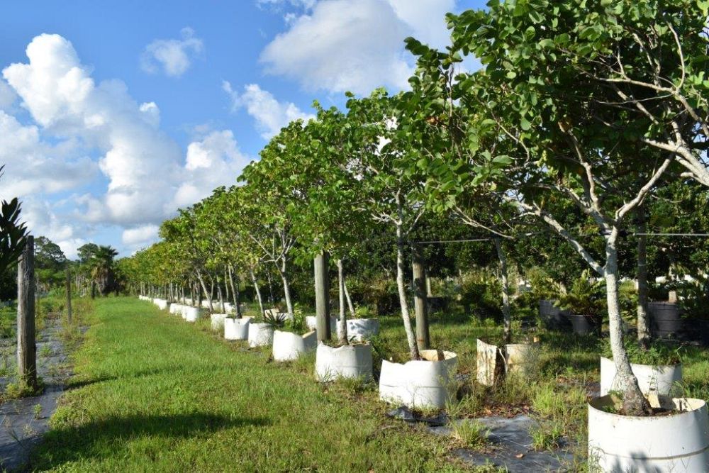bauhinia-variegata-candida-bauhinia-alba-white-orchid-tree