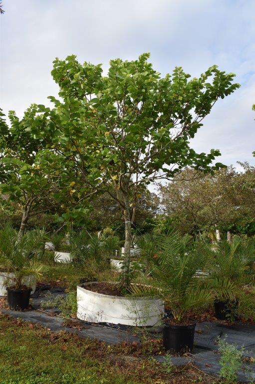 bauhinia-variegata-candida-bauhinia-alba-white-orchid-tree