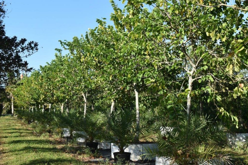 bauhinia-variegata-candida-bauhinia-alba-white-orchid-tree