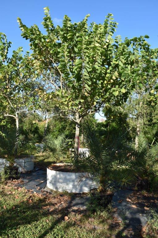 bauhinia-variegata-candida-bauhinia-alba-white-orchid-tree