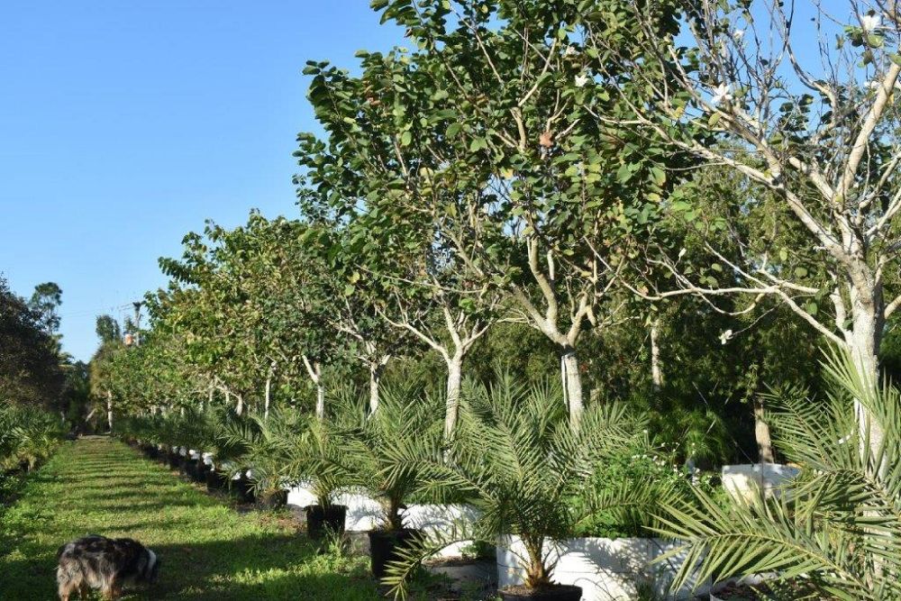 bauhinia-variegata-candida-bauhinia-alba-white-orchid-tree