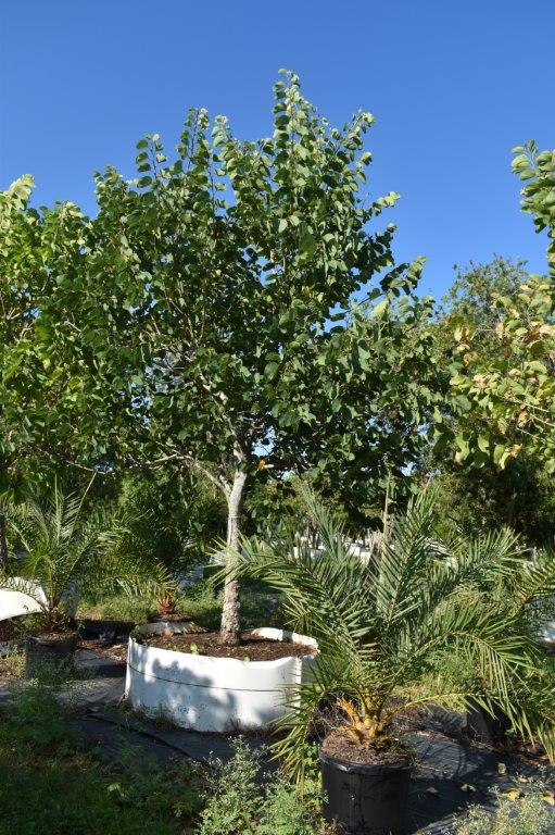 bauhinia-variegata-candida-bauhinia-alba-white-orchid-tree