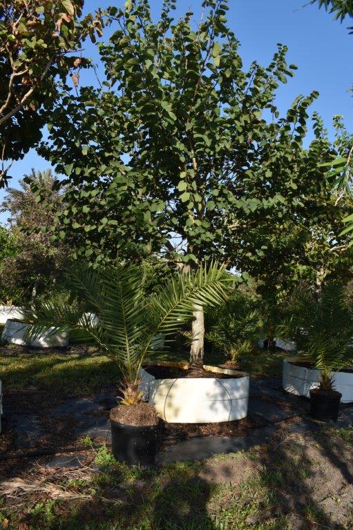 bauhinia-variegata-candida-bauhinia-alba-white-orchid-tree