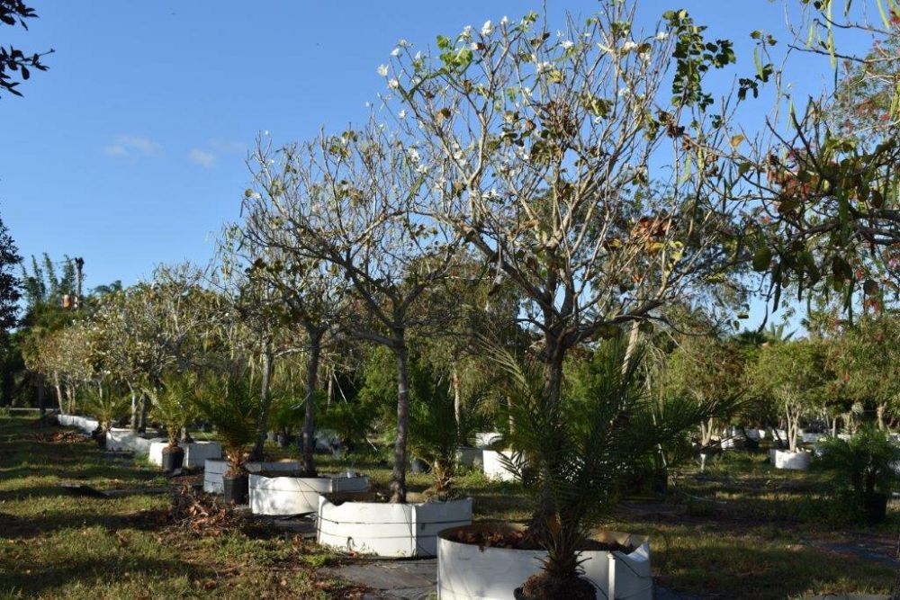 bauhinia-variegata-candida-bauhinia-alba-white-orchid-tree
