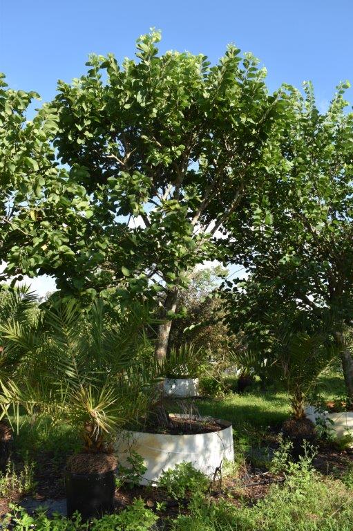 bauhinia-variegata-candida-bauhinia-alba-white-orchid-tree