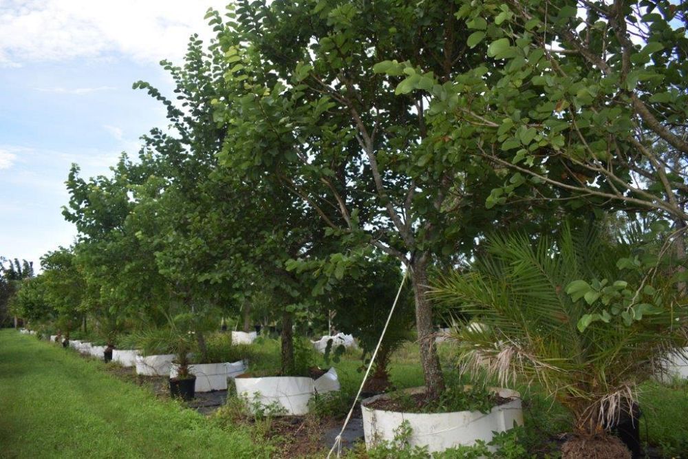 bauhinia-variegata-candida-bauhinia-alba-white-orchid-tree