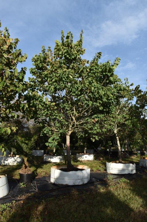 bauhinia-variegata-candida-bauhinia-alba-white-orchid-tree