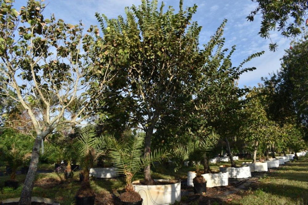 bauhinia-variegata-candida-bauhinia-alba-white-orchid-tree