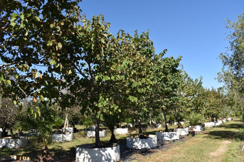 bauhinia-variegata-candida-bauhinia-alba-white-orchid-tree
