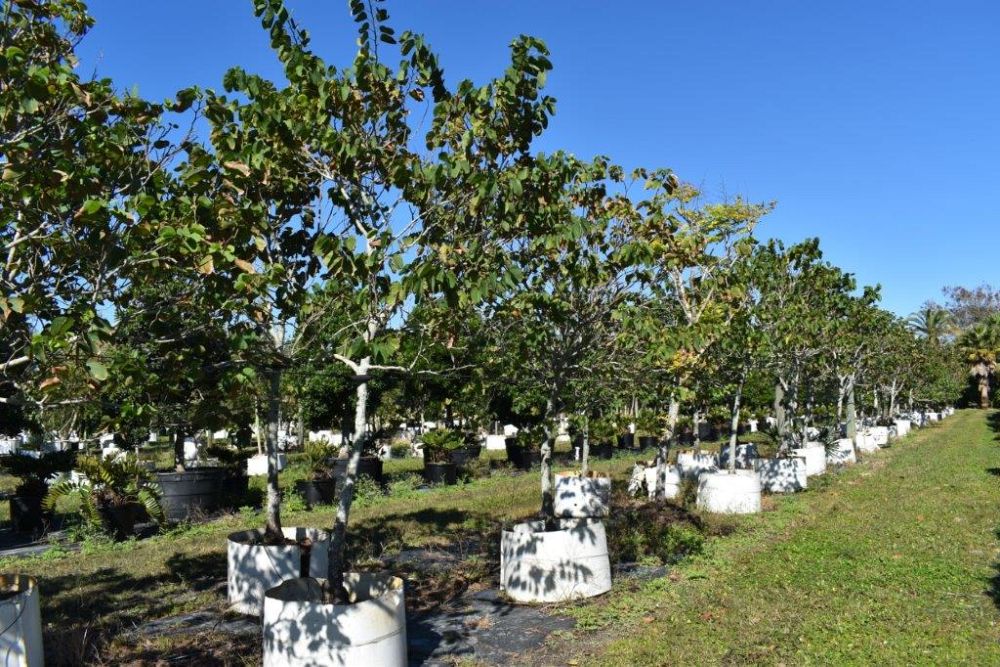 bauhinia-variegata-candida-bauhinia-alba-white-orchid-tree
