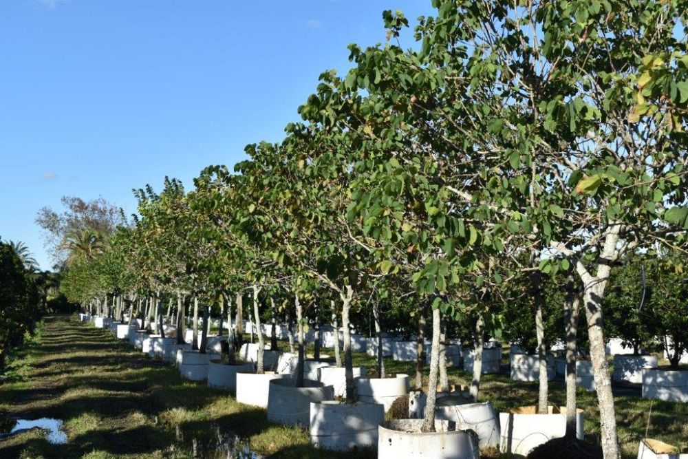 bauhinia-variegata-candida-bauhinia-alba-white-orchid-tree