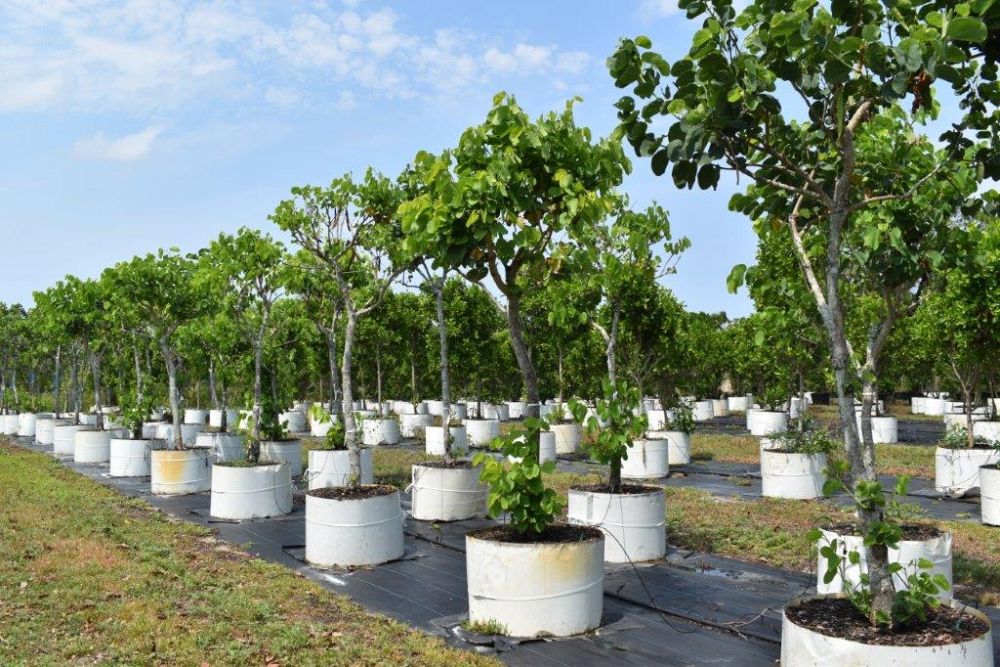 bauhinia-variegata-candida-bauhinia-alba-white-orchid-tree
