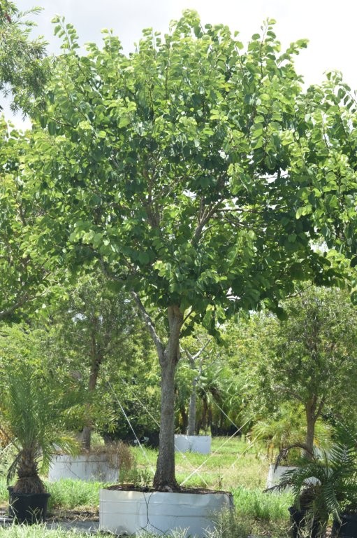 bauhinia-variegata-candida-bauhinia-alba-white-orchid-tree