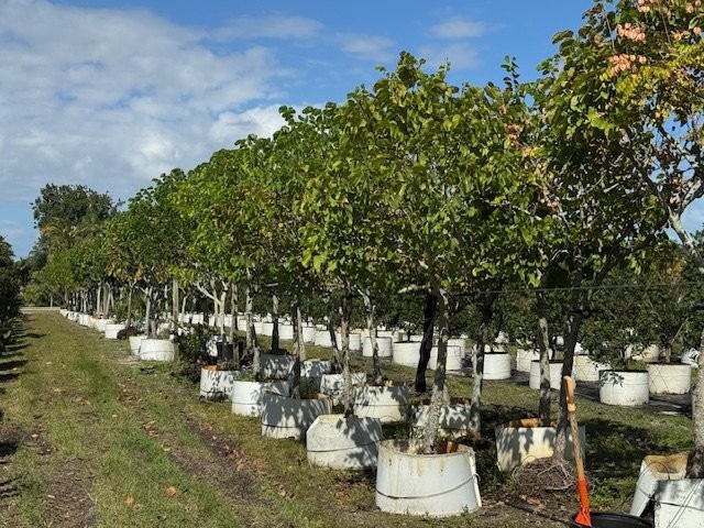 bauhinia-variegata-candida-bauhinia-alba-white-orchid-tree