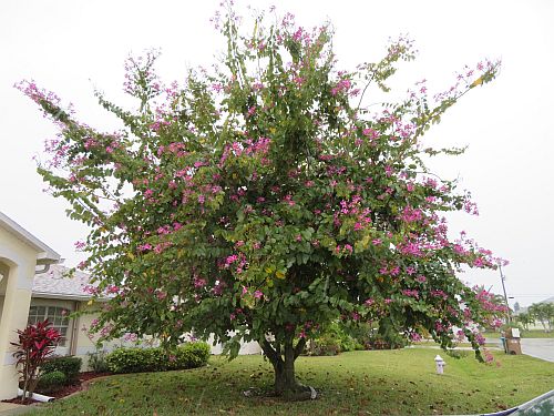 bauhinia-x-blakeana-hong-kong-orchid