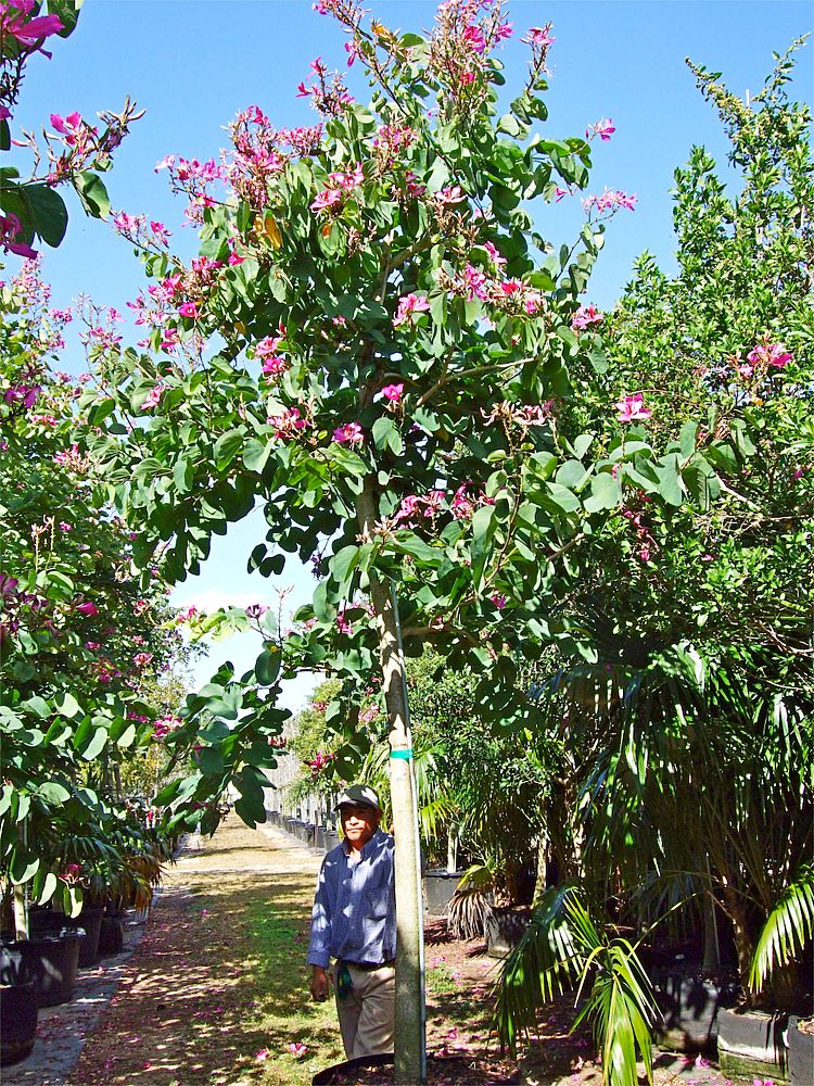 bauhinia-x-blakeana-hong-kong-orchid