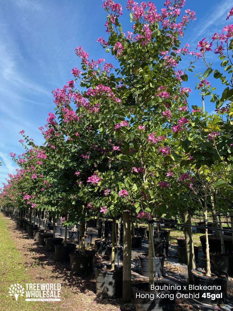 bauhinia-x-blakeana-hong-kong-orchid
