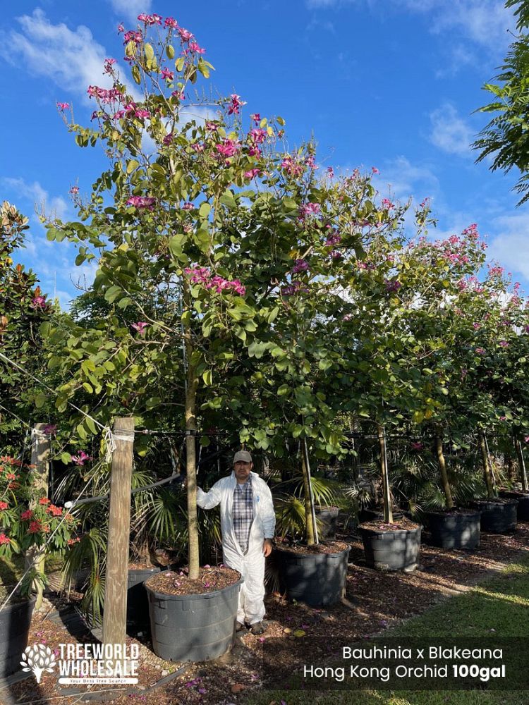 bauhinia-x-blakeana-hong-kong-orchid