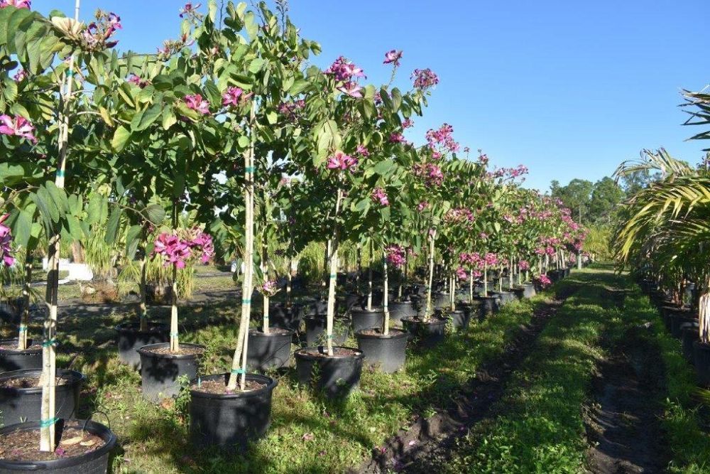 bauhinia-x-blakeana-hong-kong-orchid