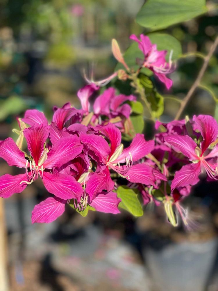 bauhinia-x-blakeana-hong-kong-orchid